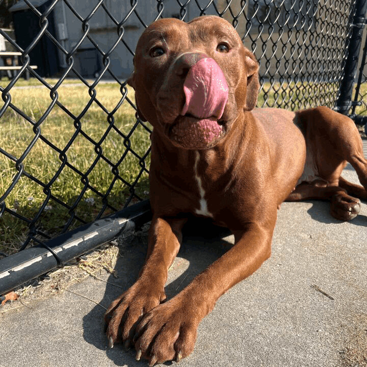 Enlarge Fendi, an adoptable mixed breed in Brookhaven, NY image 1/4