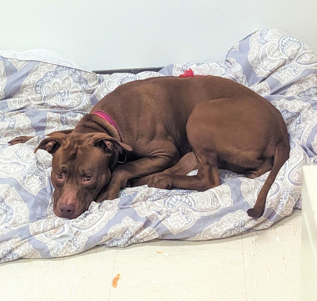 Enlarge Fendi, an adoptable mixed breed in Brookhaven, NY image 2/4