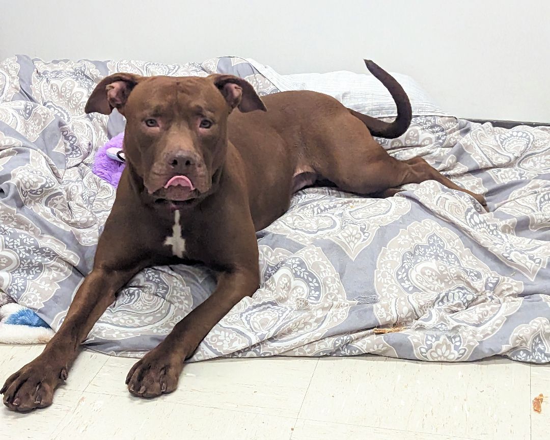 Enlarge Fendi, an adoptable mixed breed in Brookhaven, NY image 3/4