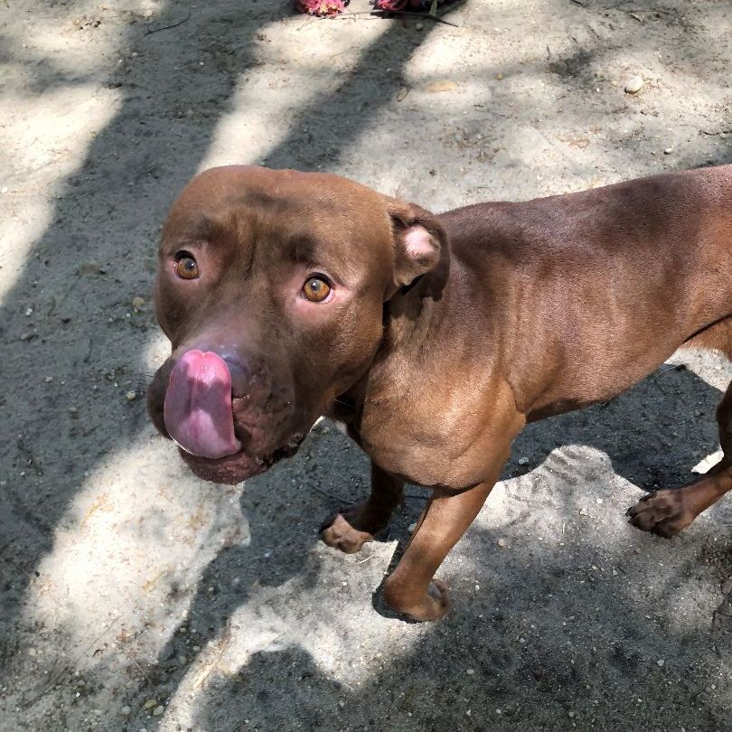 Enlarge Fendi, an adoptable mixed breed in Brookhaven, NY image 4/4