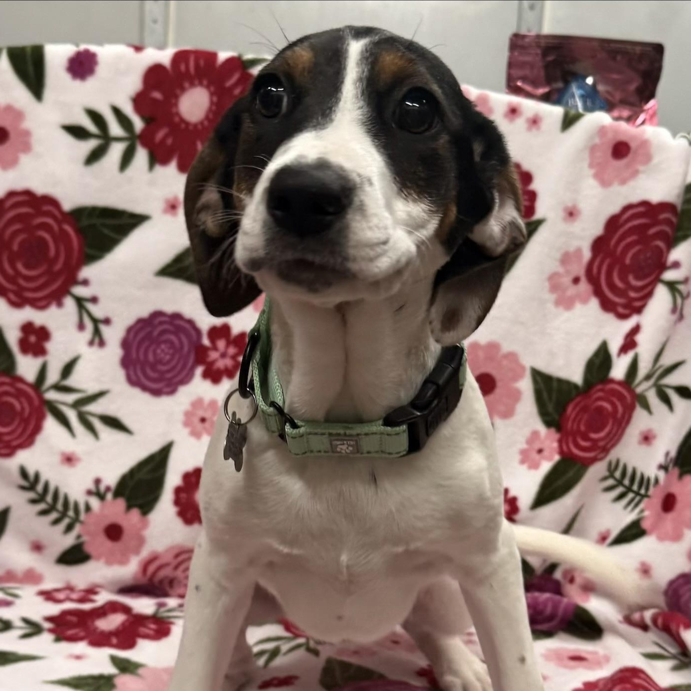 Enlarge Josh, an adopted mixed breed in Albany, NY image 1/2