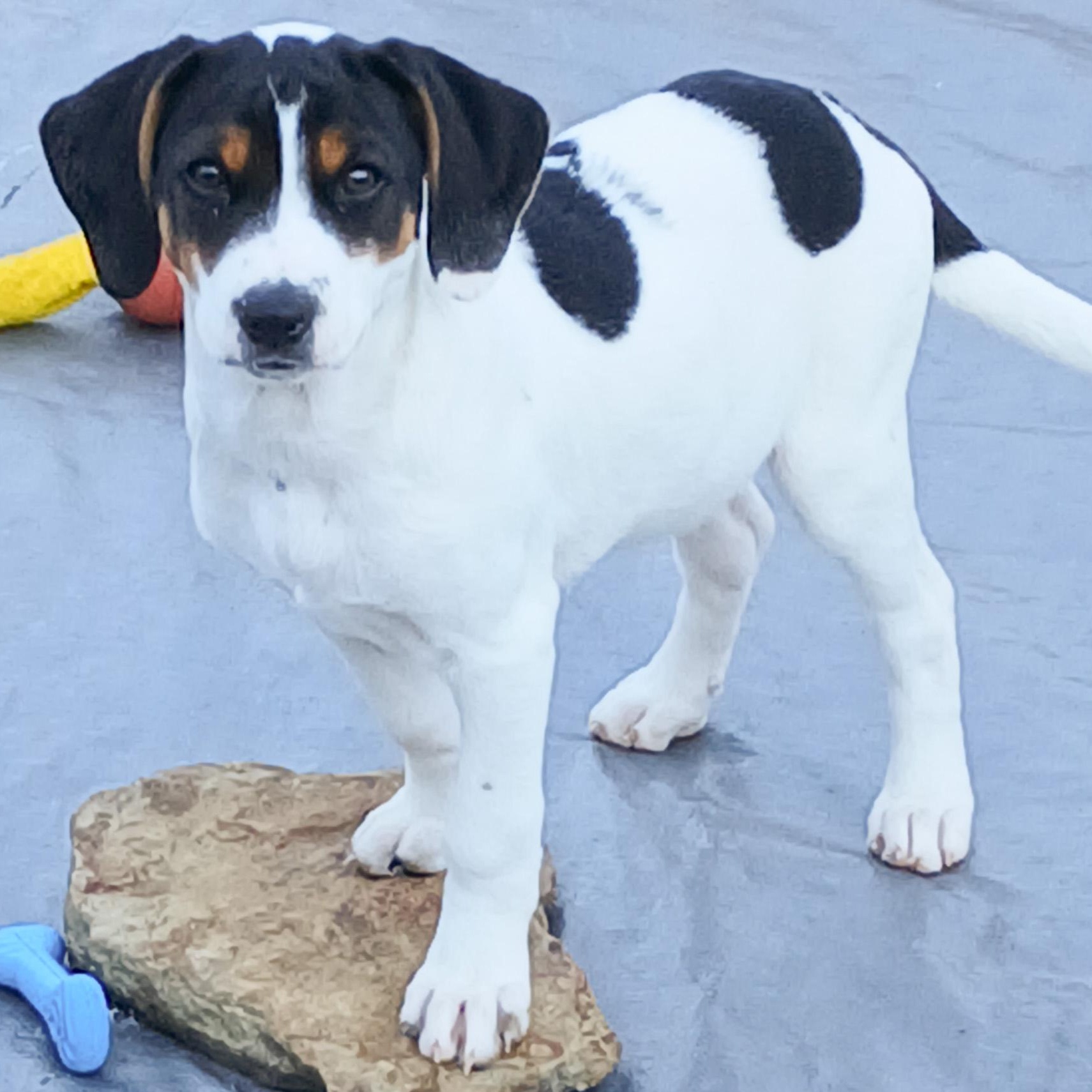 Enlarge Josh, an adopted mixed breed in Albany, NY image 2/2