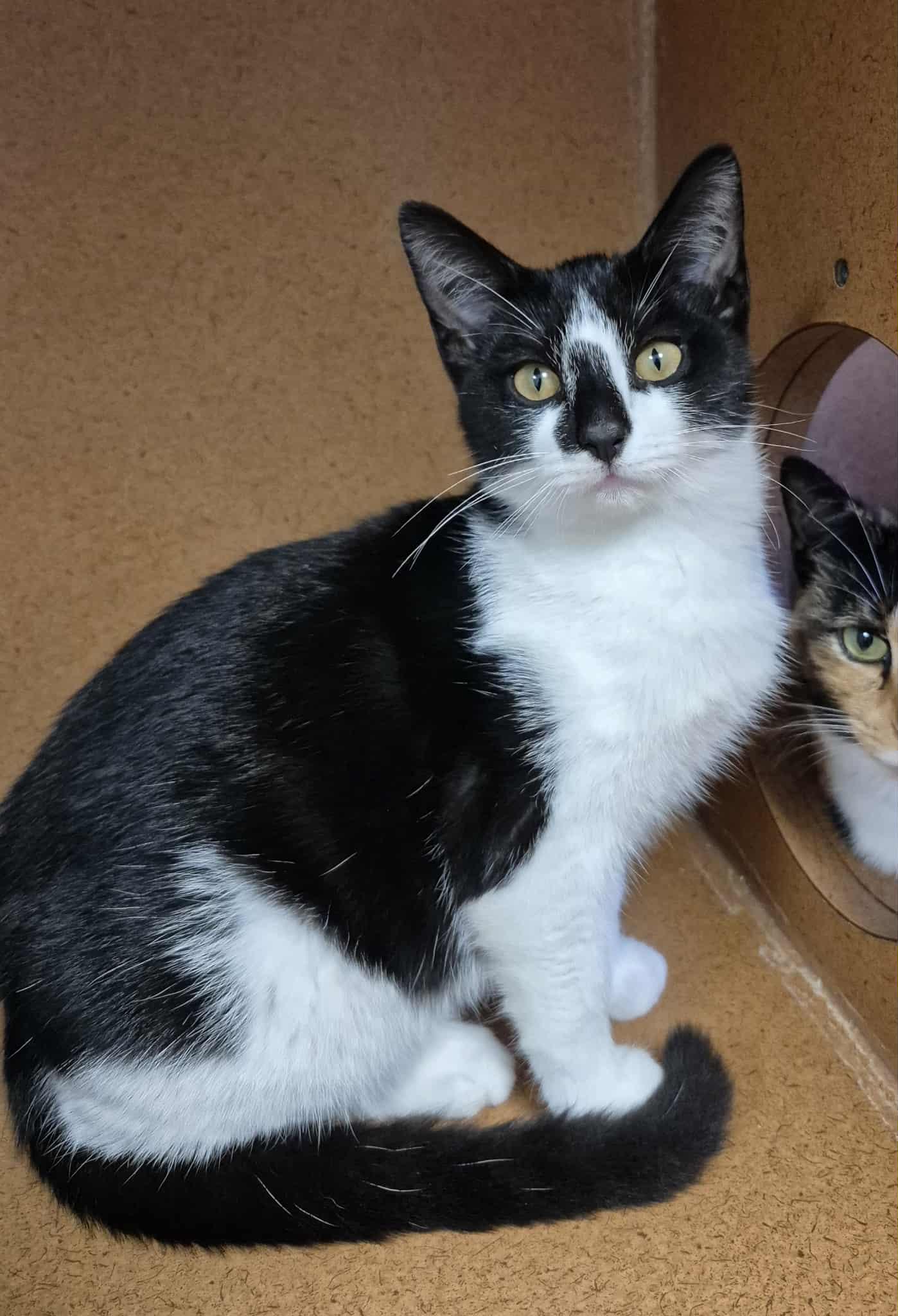 Enlarge Archer, a ADOPTABLE Domestic Short Hair in Bellaire, MI image 1/1