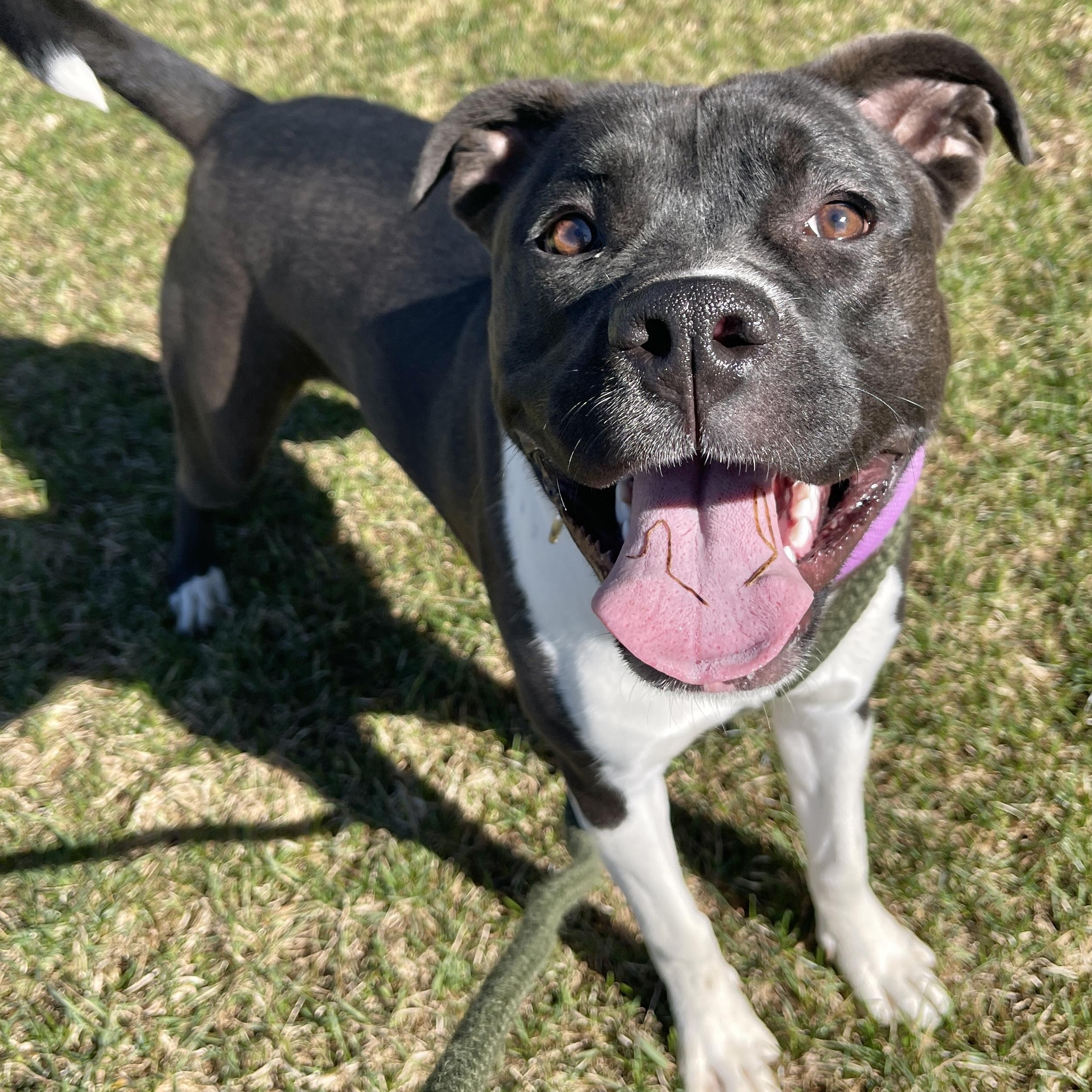 Enlarge Storm, a ADOPTABLE Pit Bull Terrier in Allegan, MI image 3/6