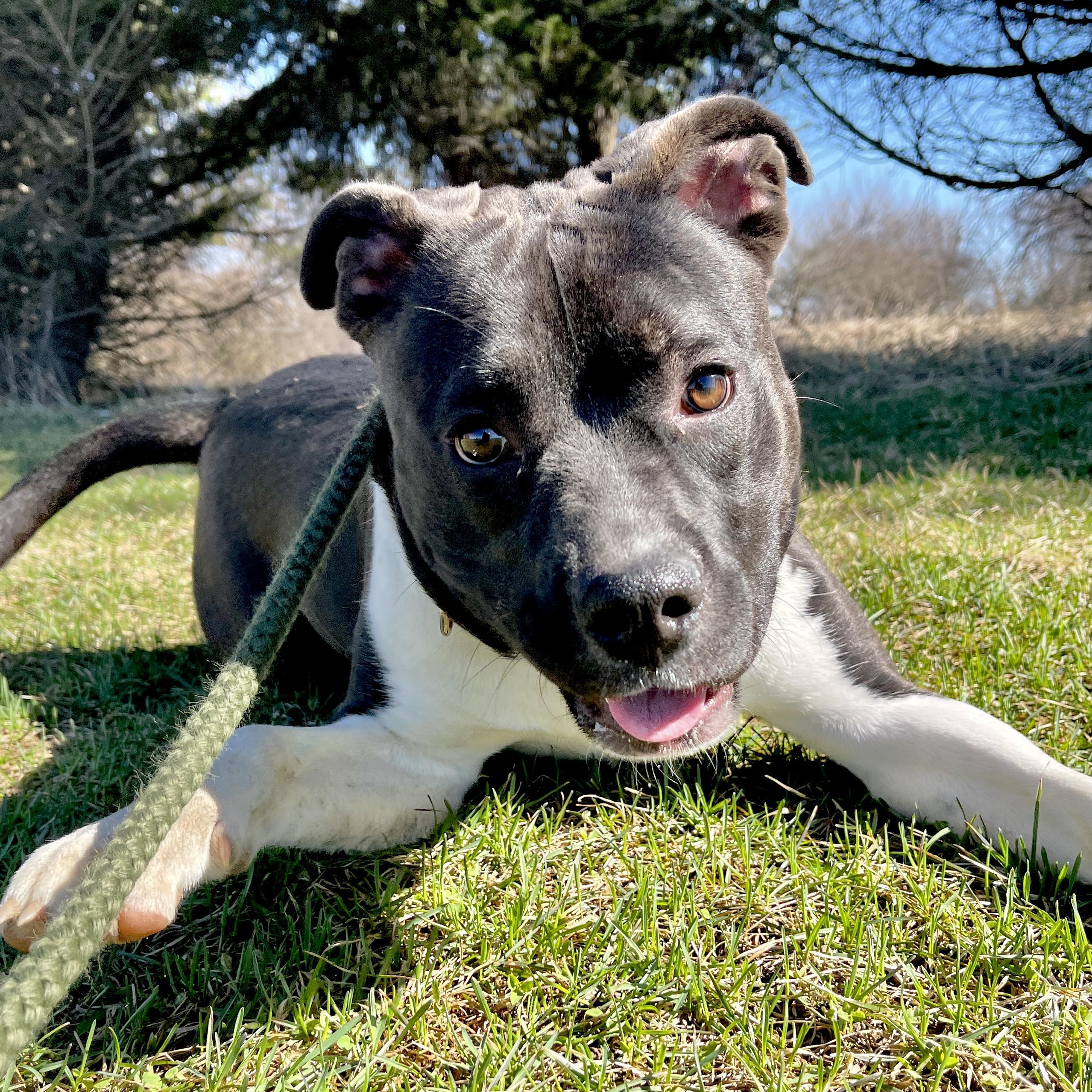 Enlarge Storm, a ADOPTABLE Pit Bull Terrier in Allegan, MI image 2/6