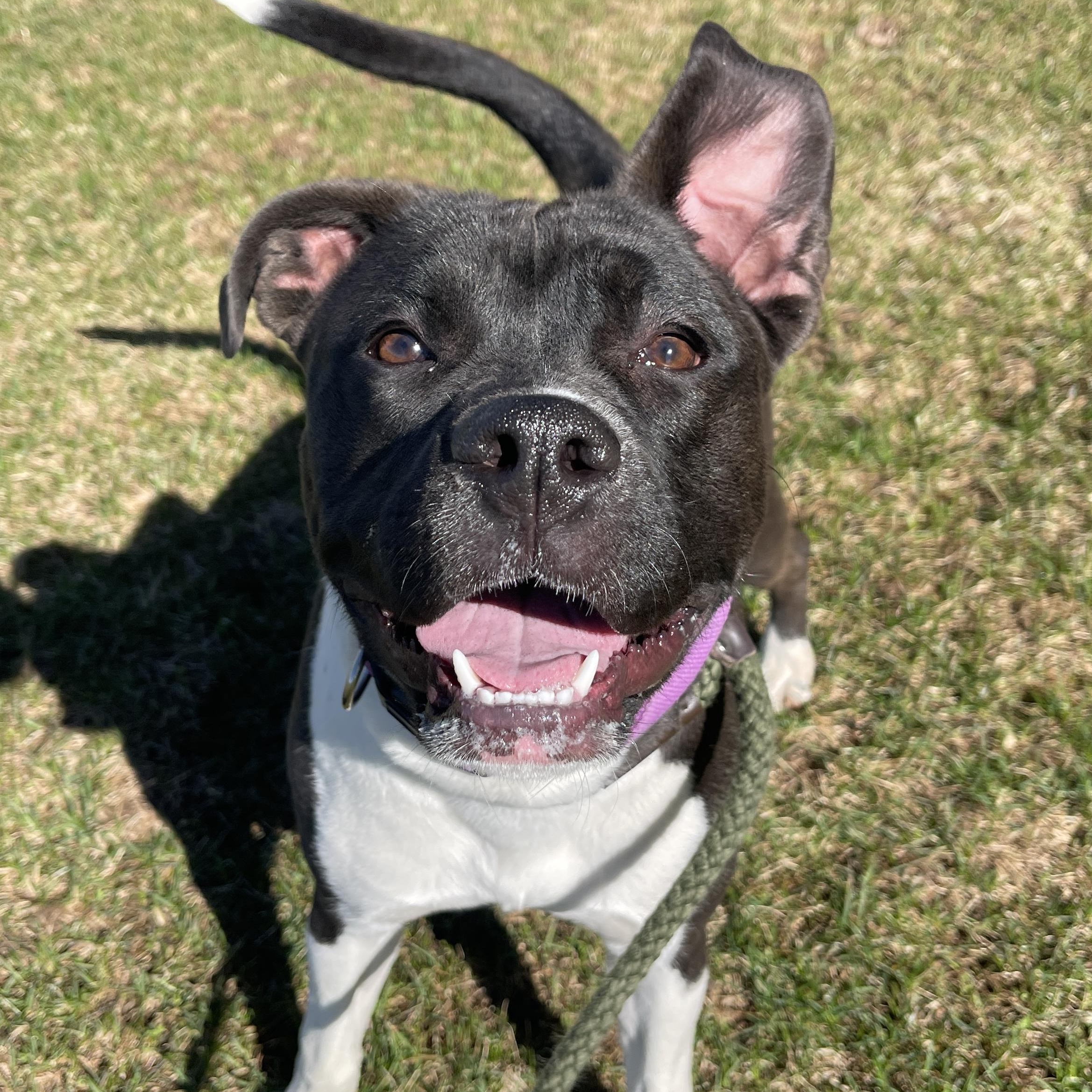 Enlarge Storm, a ADOPTABLE Pit Bull Terrier in Allegan, MI image 5/6