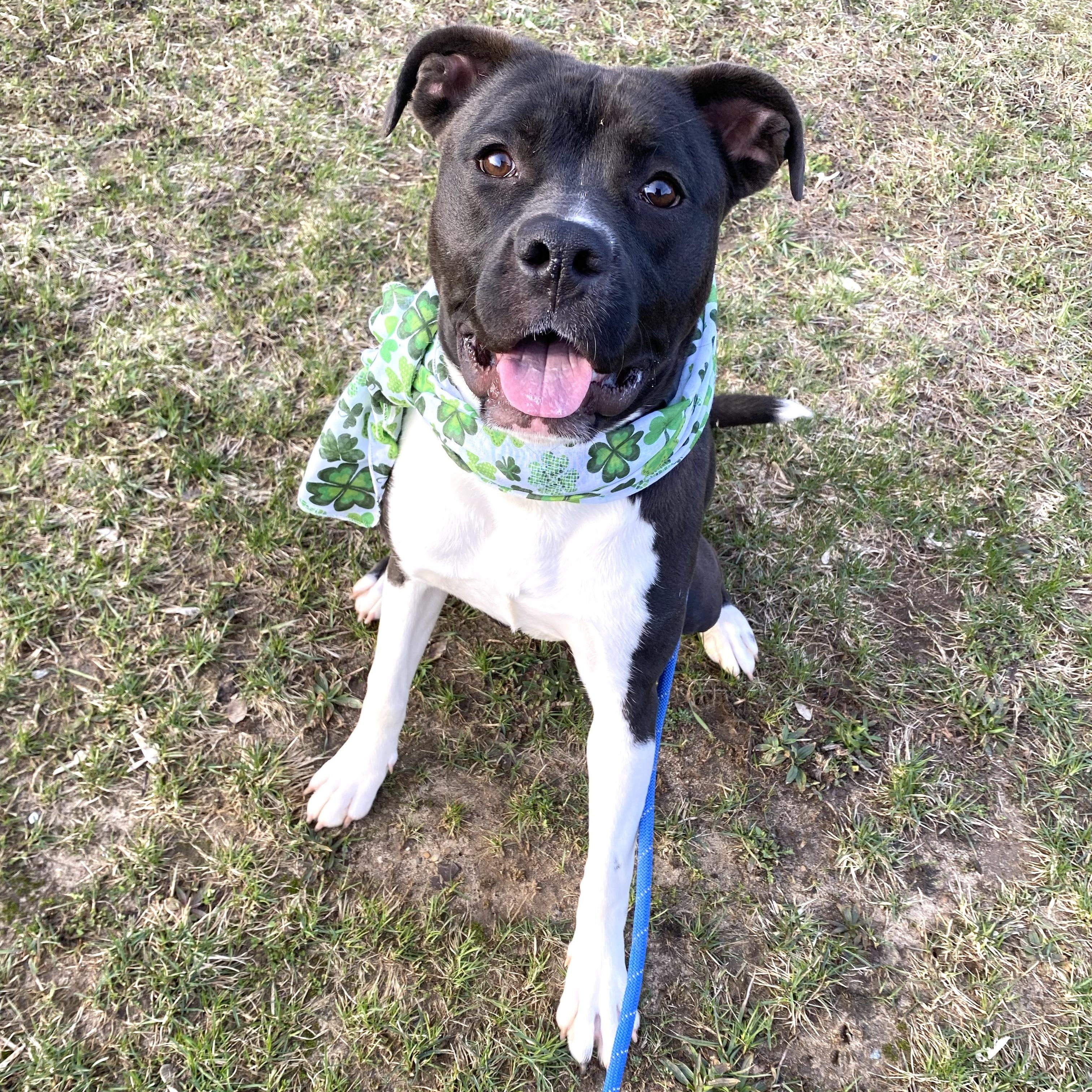 Storm, ADOPTABLE, Young Female Pit Bull Terrier.