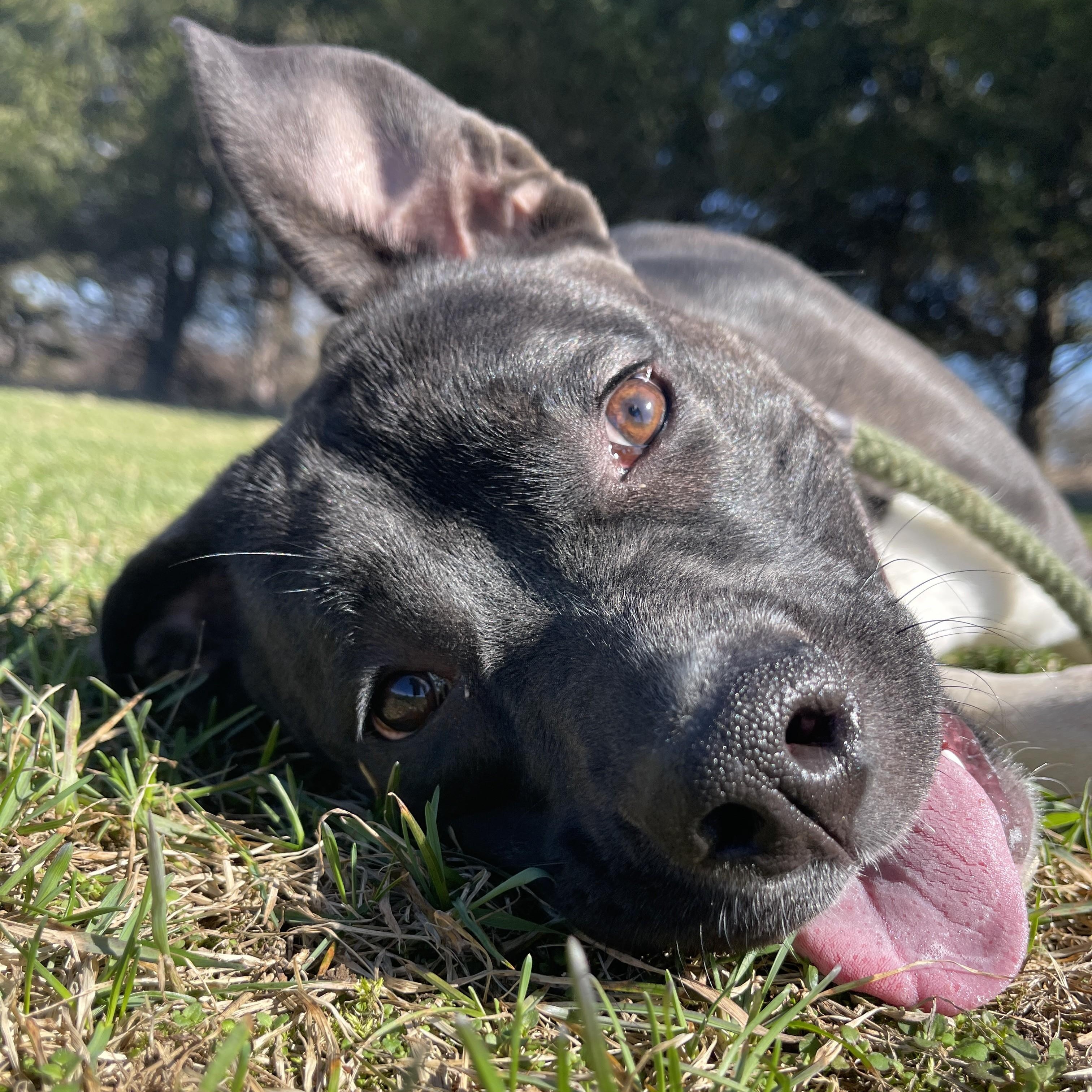 Enlarge Storm, a ADOPTABLE Pit Bull Terrier in Allegan, MI image 6/6