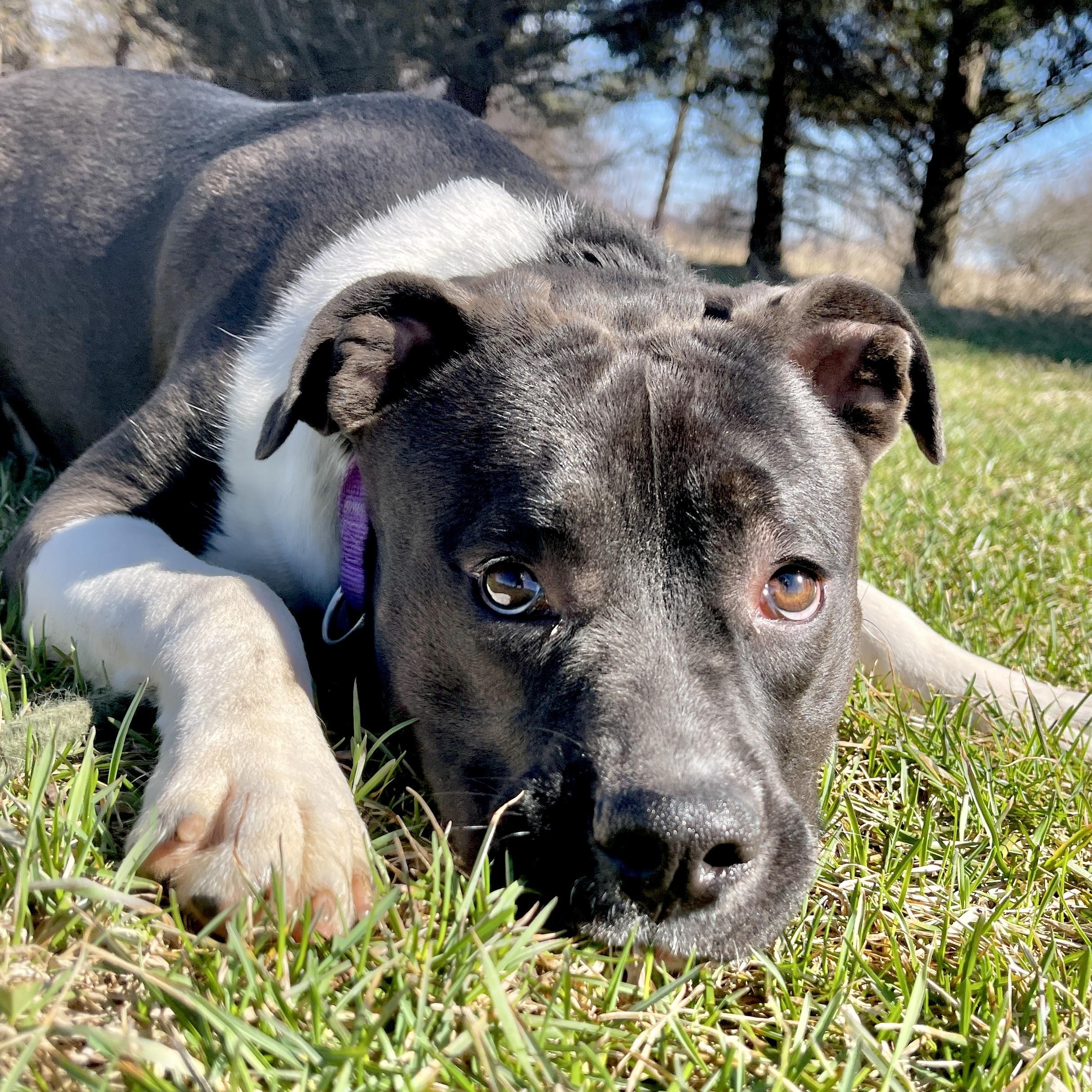 Enlarge Storm, a ADOPTABLE Pit Bull Terrier in Allegan, MI image 4/6
