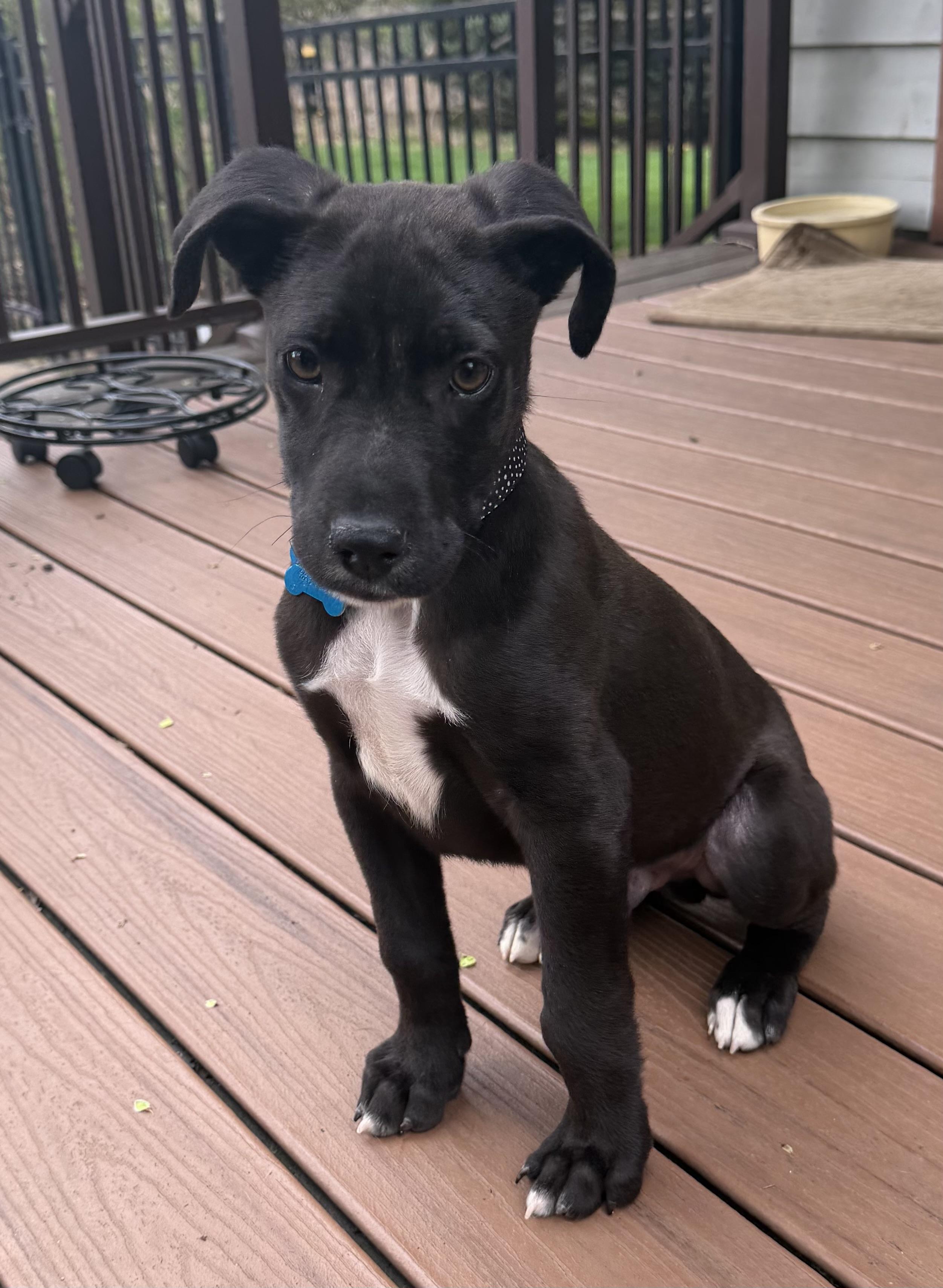Enlarge Elijah, a ADOPTABLE mixed breed in Minneapolis, MN image 4/6