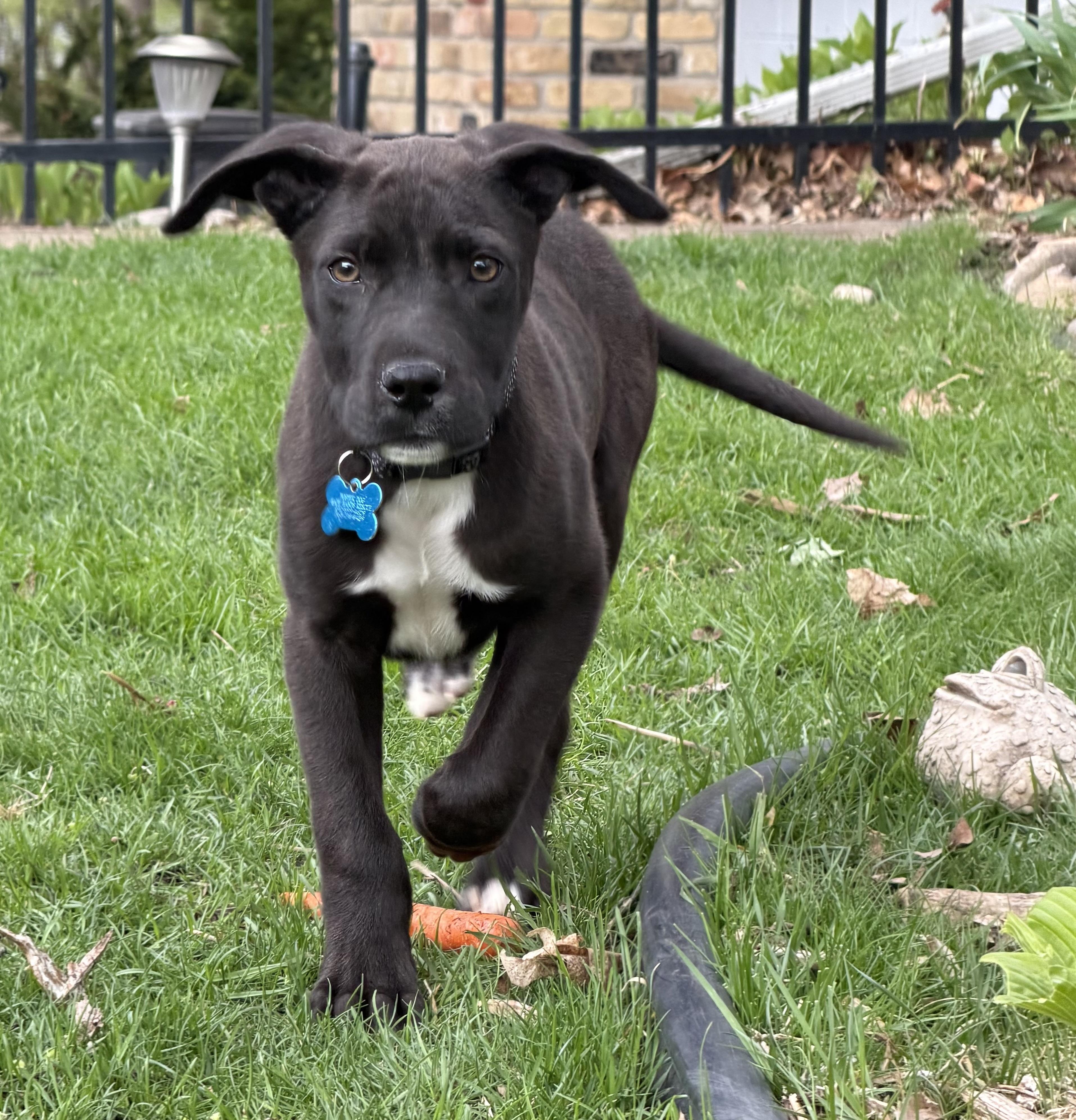 Enlarge Elijah, a ADOPTABLE mixed breed in Minneapolis, MN image 1/6