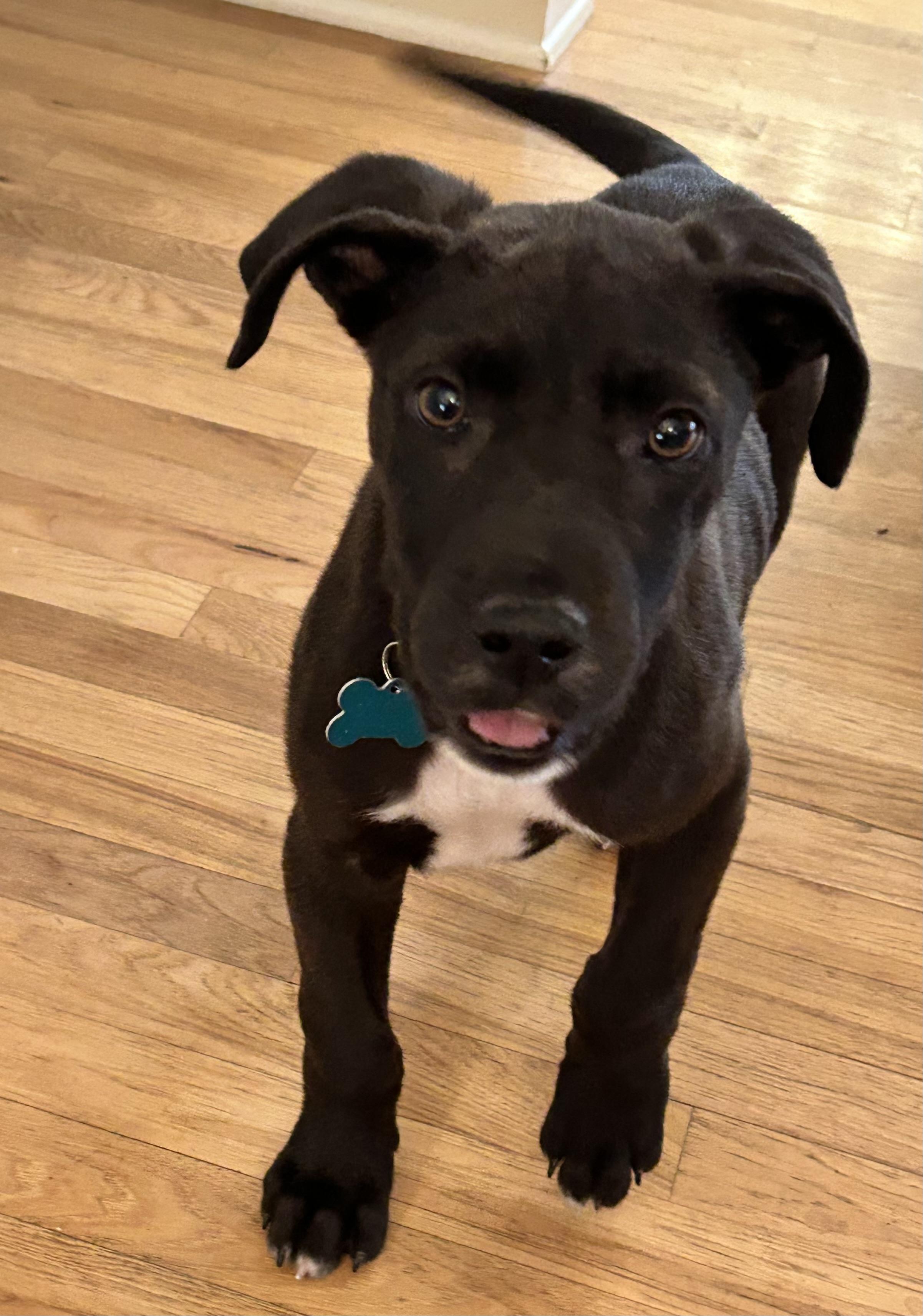Enlarge Elijah, a ADOPTABLE mixed breed in Minneapolis, MN image 2/6