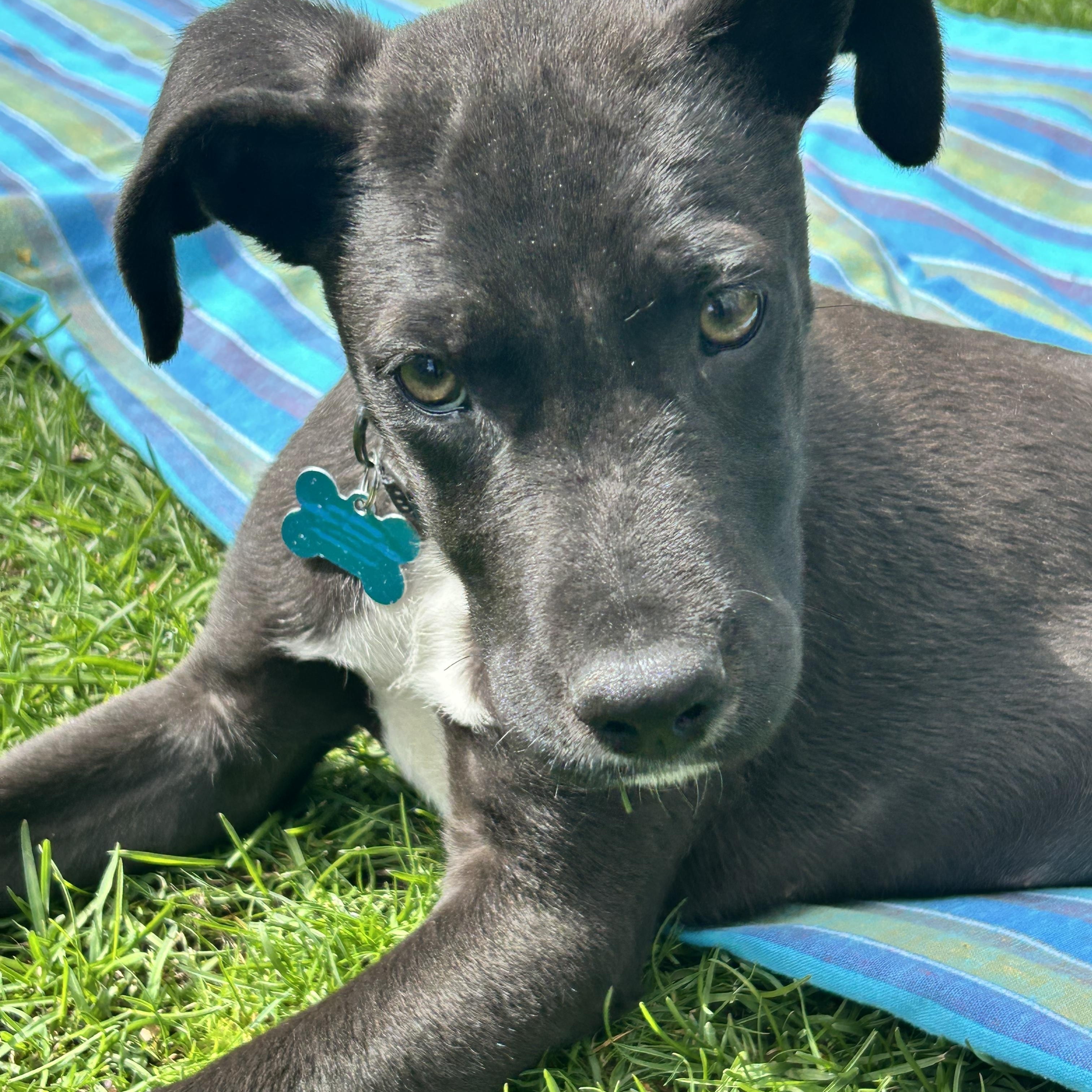 Enlarge Elijah, a ADOPTABLE mixed breed in Minneapolis, MN image 6/6