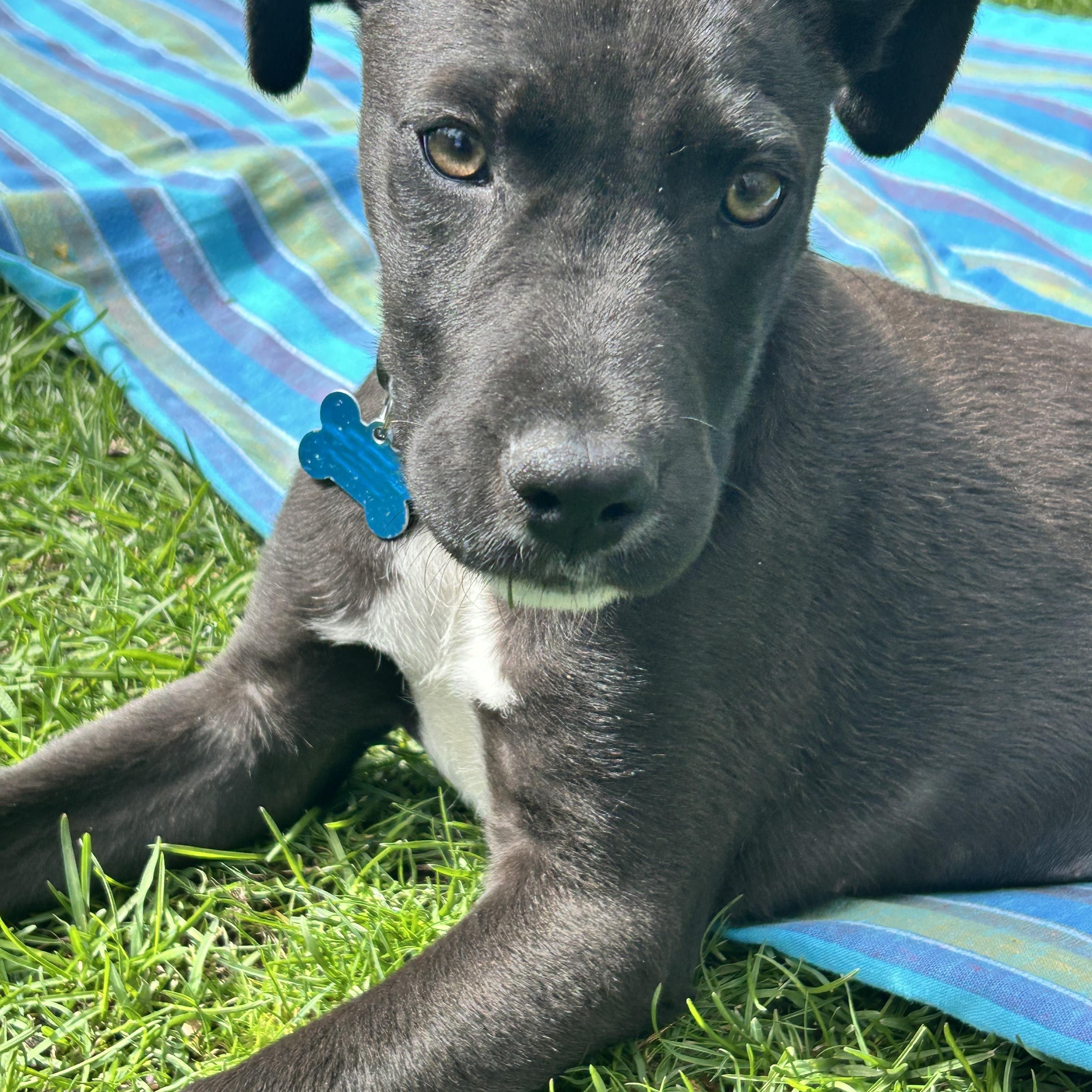 Enlarge Elijah, a ADOPTABLE mixed breed in Minneapolis, MN image 5/6