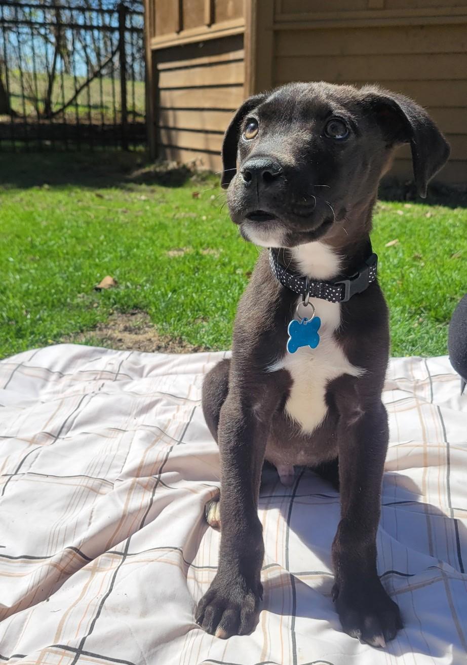 Enlarge Elijah, a ADOPTABLE mixed breed in Minneapolis, MN image 3/6