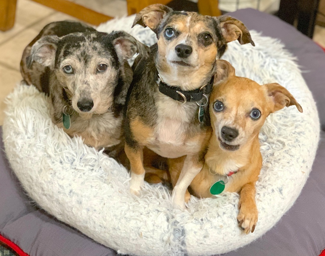 Enlarge ZOEY & BUBBA (siblings), a Adoptable mixed breed in Kingwood, TX image 4/6