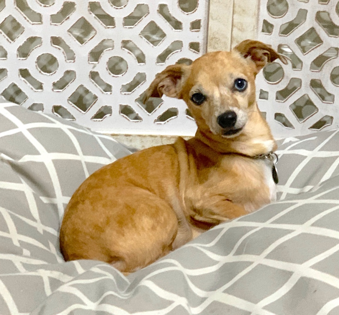 Enlarge ZOEY & BUBBA (siblings), a Adoptable mixed breed in Kingwood, TX image 3/6