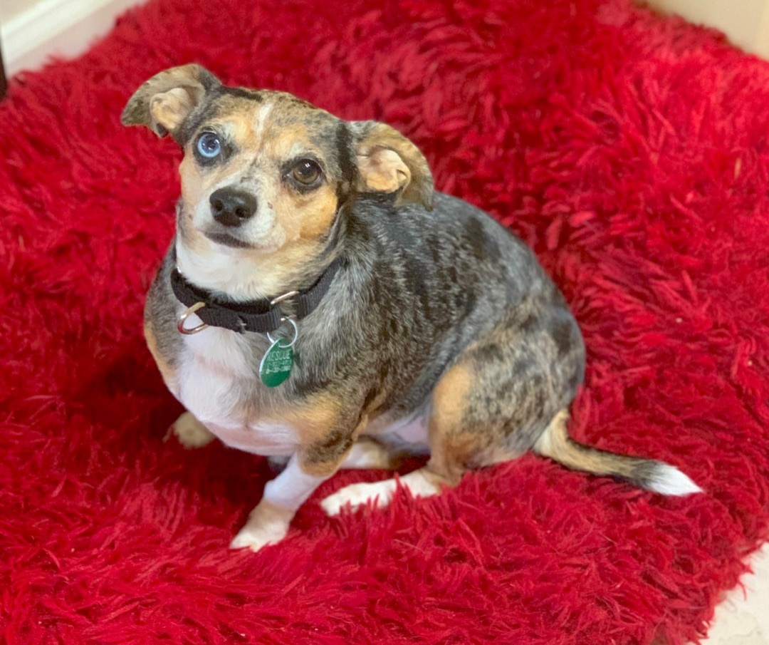 Enlarge ZOEY & BUBBA (siblings), a Adoptable mixed breed in Kingwood, TX image 2/6