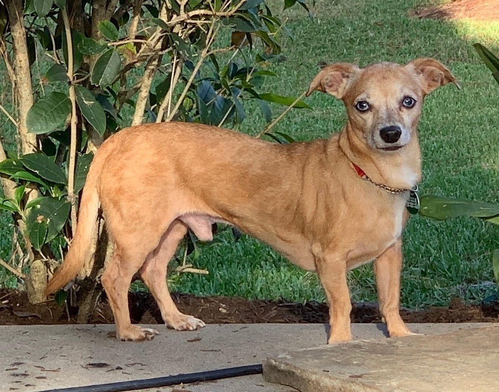 Enlarge ZOEY & BUBBA (siblings), a Adoptable mixed breed in Kingwood, TX image 5/6