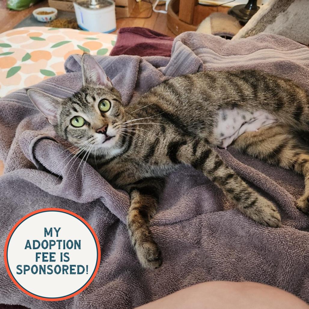 Enlarge Pennsylvania - IN FOSTER, a Adoptable Domestic Short Hair in Birdsboro, PA image 1/6