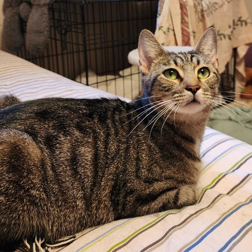 Enlarge Pennsylvania - IN FOSTER, a Adoptable Domestic Short Hair in Birdsboro, PA image 2/6