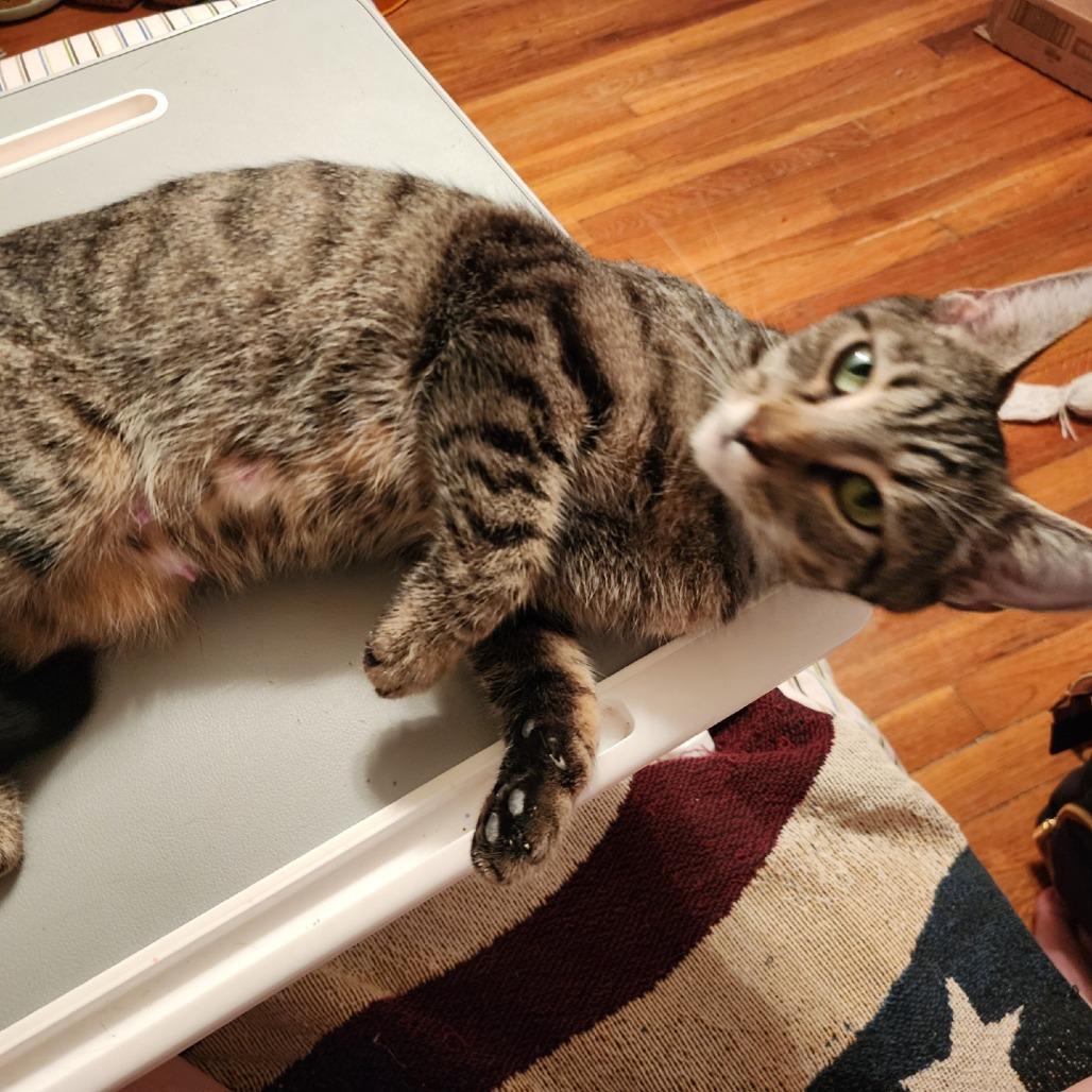 Enlarge Pennsylvania - IN FOSTER, a Adoptable Domestic Short Hair in Birdsboro, PA image 3/6