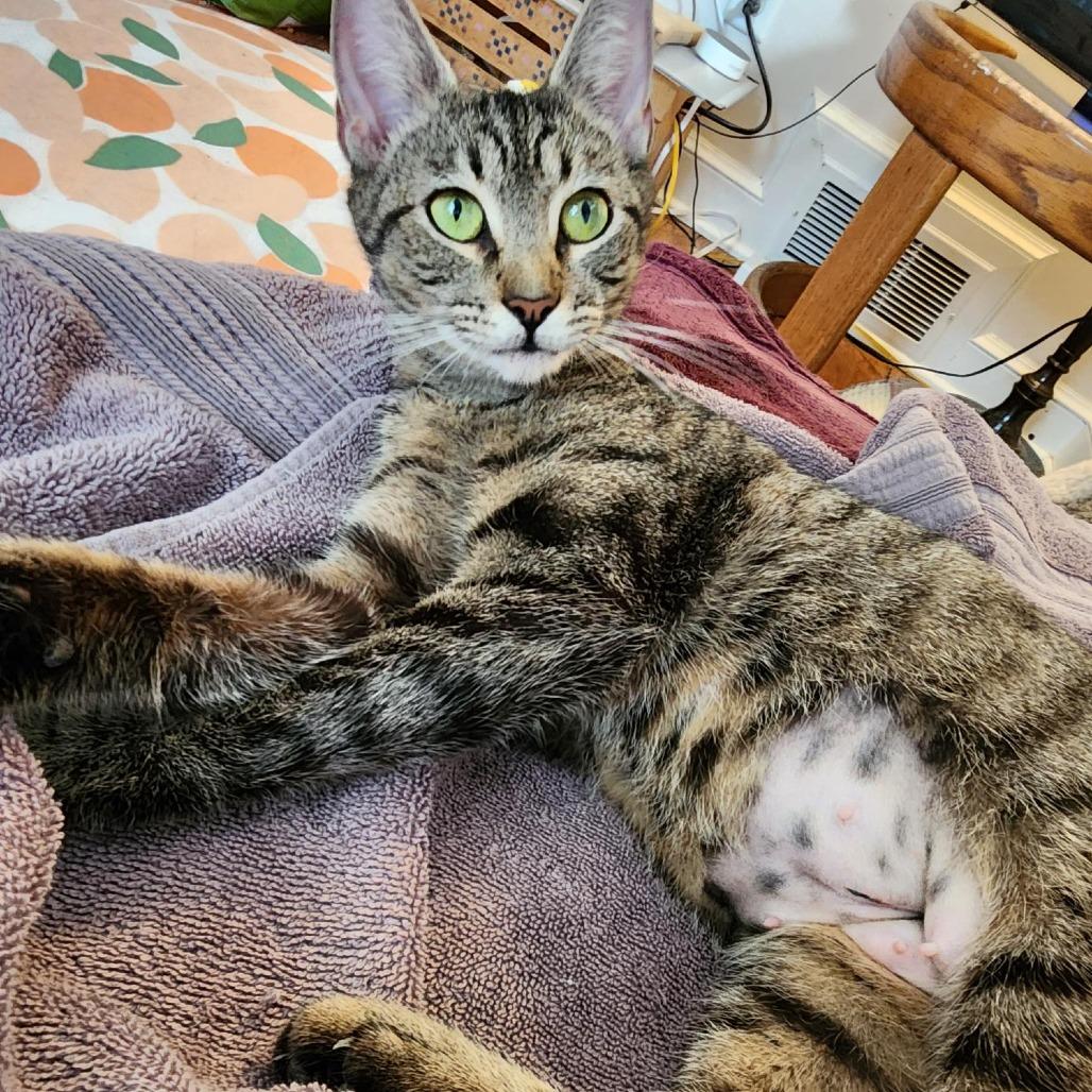 Enlarge Pennsylvania - IN FOSTER, a Adoptable Domestic Short Hair in Birdsboro, PA image 5/6
