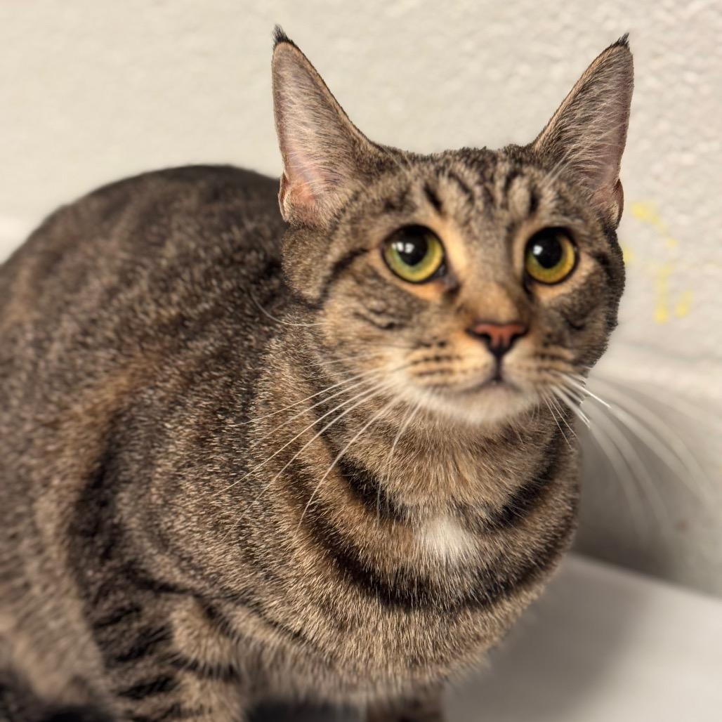 Enlarge Pennsylvania - IN FOSTER, a Adoptable Domestic Short Hair in Birdsboro, PA image 6/6