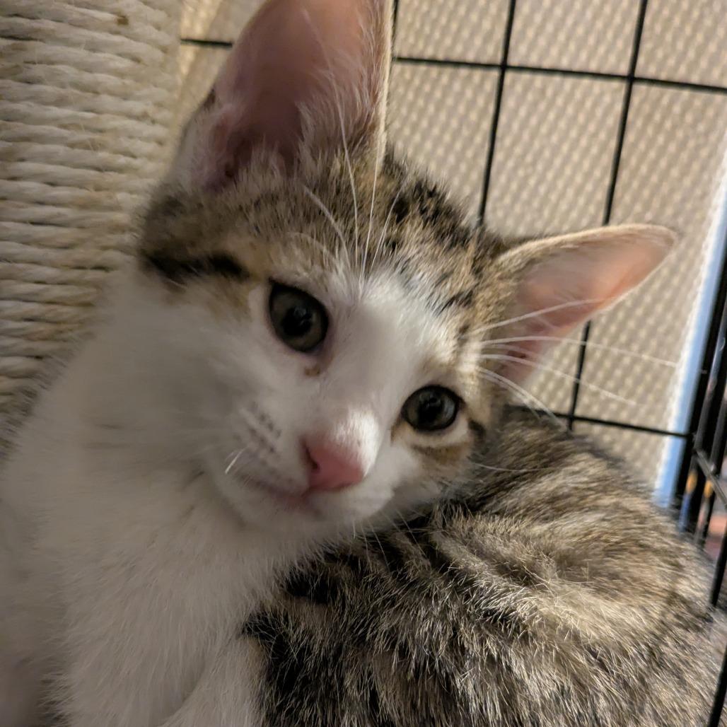 Javier, a Adoptable Domestic Short Hair in Overland Park, KS image 1/4