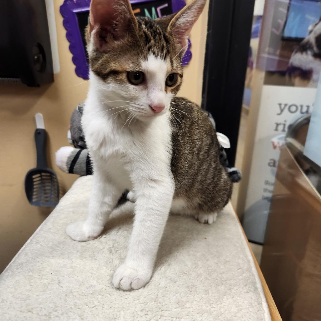 Javier, a Adoptable Domestic Short Hair in Overland Park, KS image 2/4