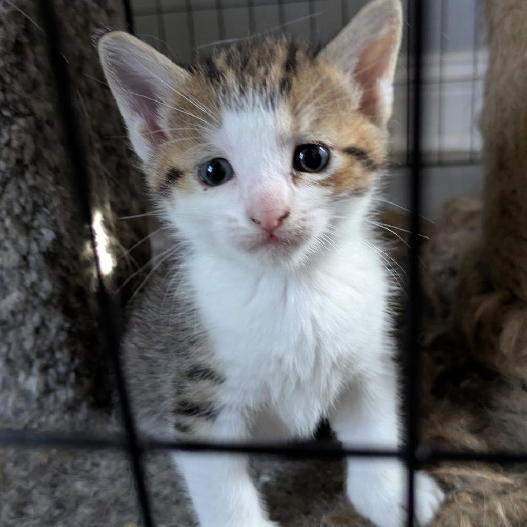 Javier, a Adoptable Domestic Short Hair in Overland Park, KS image 3/4