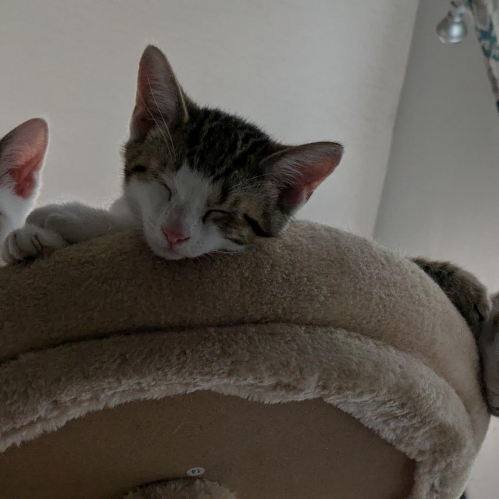 Javier, a Adoptable Domestic Short Hair in Overland Park, KS image 4/4