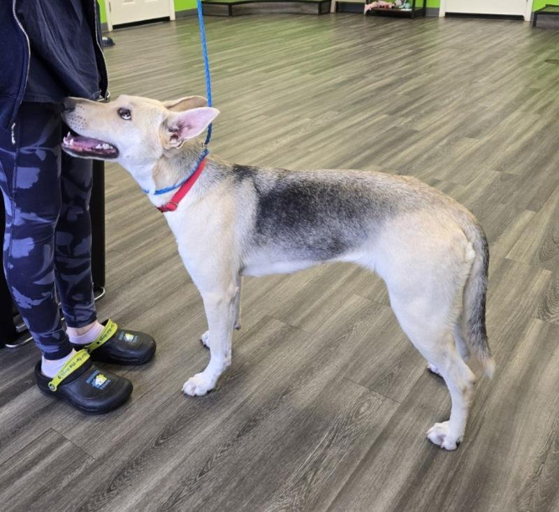 LuLu, Adoptable, Young Female German Shepherd Dog.