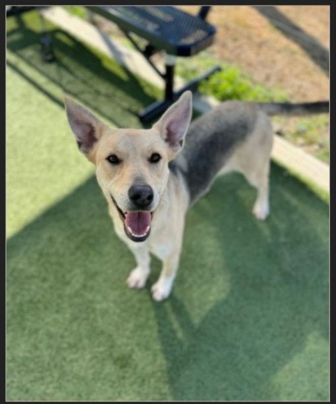 LuLu, a Adoptable German Shepherd Dog in Winston Salem, NC image 2/2