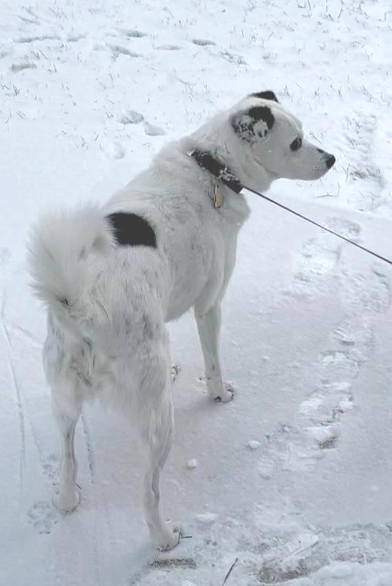 Spot - Senior Girl, Adoptable, Senior Female Jack Russell Terrier.