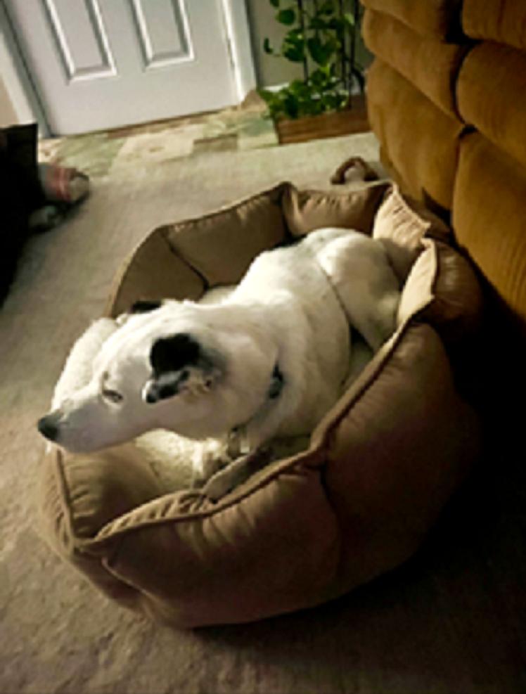 Enlarge Spot - Senior Girl, a Adoptable Jack Russell Terrier in Rootstown, OH image 2/3