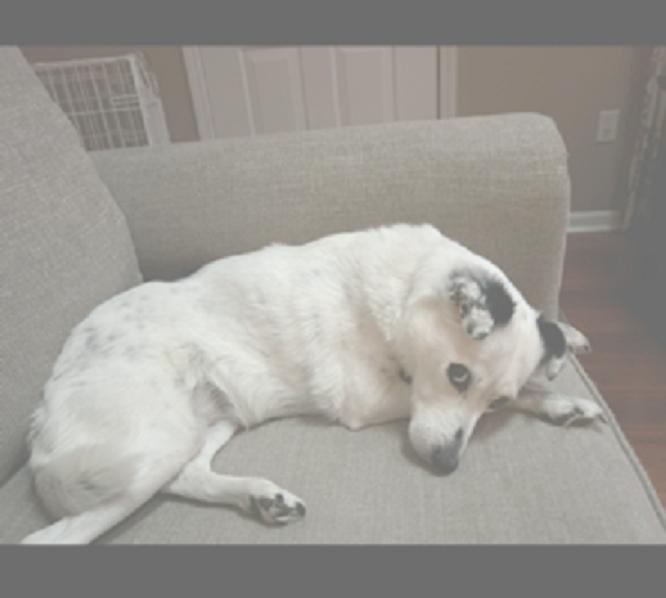 Enlarge Spot - Senior Girl, a Adoptable Jack Russell Terrier in Rootstown, OH image 3/3