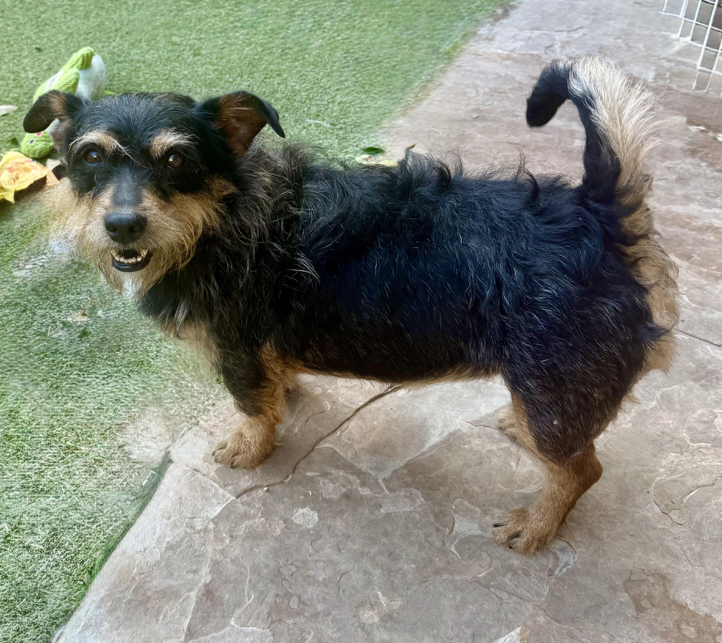 Penny lane, Adoptable, Young Female Yorkshire Terrier & Poodle.