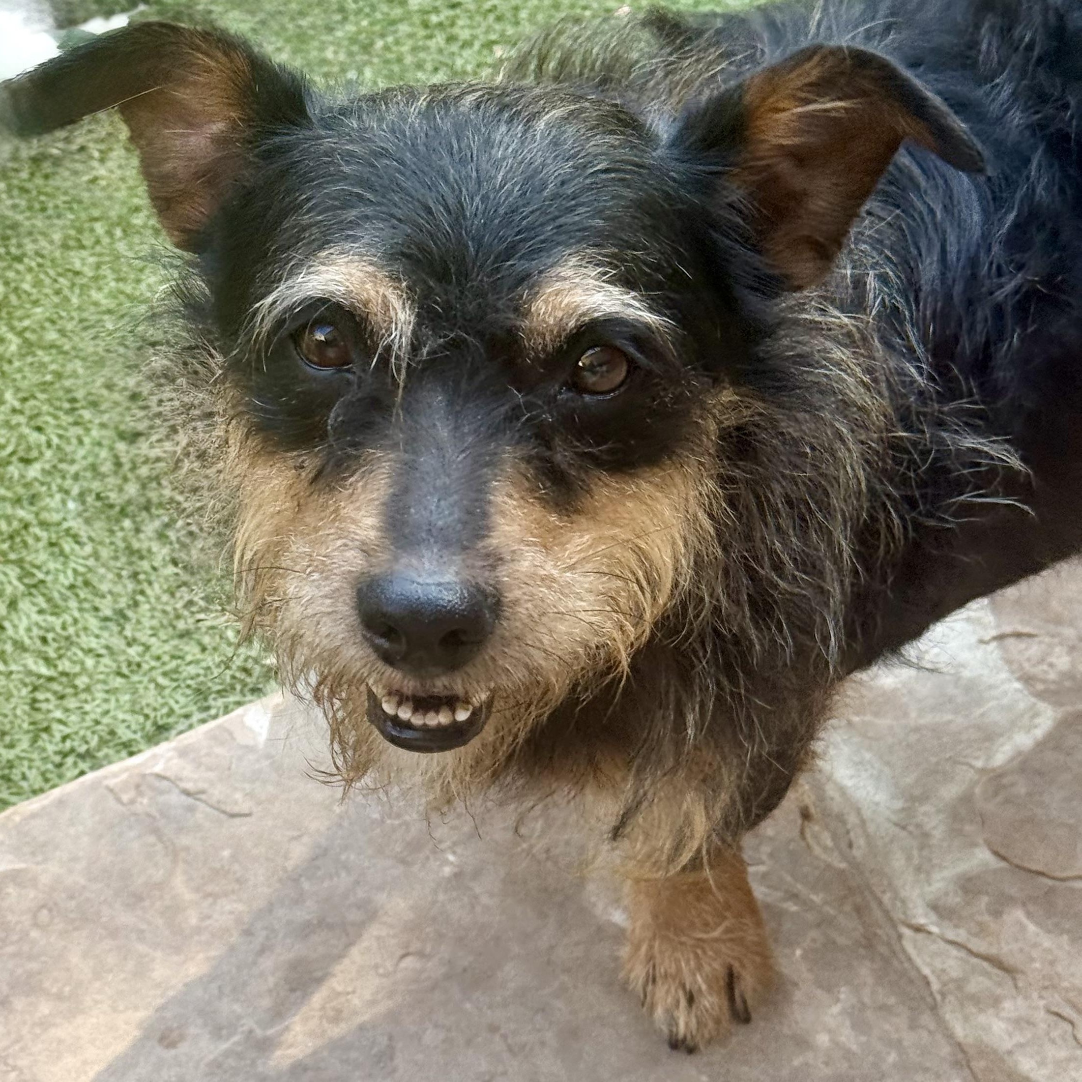 Enlarge Penny lane, a Adoptable mixed breed in burnsville, MN image 3/6