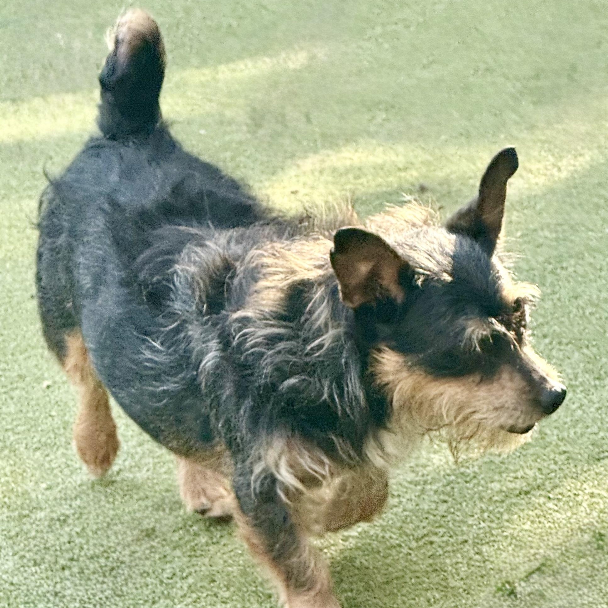 Enlarge Penny lane, a Adoptable mixed breed in burnsville, MN image 2/6