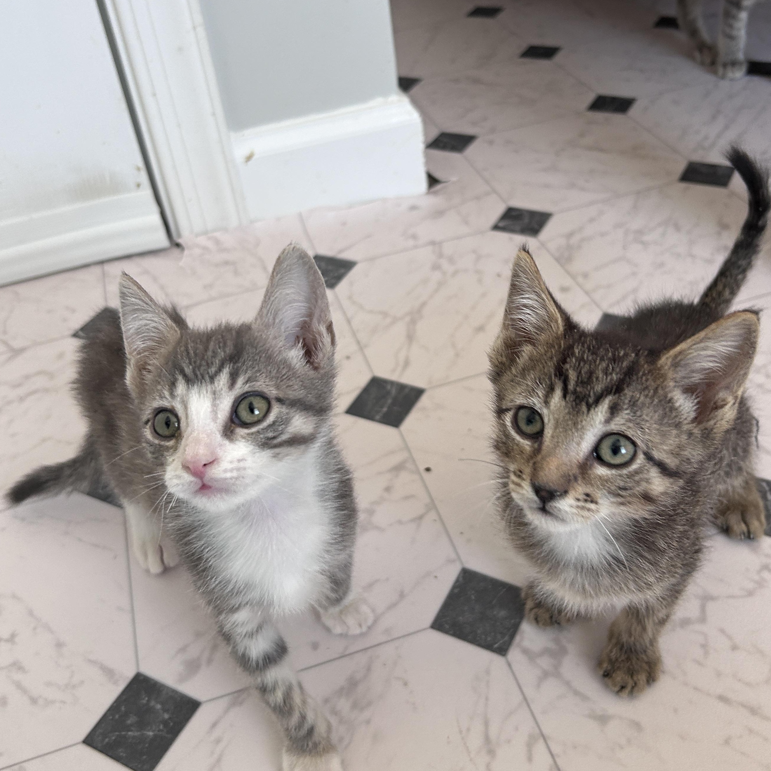 Enlarge Plum and Mulberry, an adopted Domestic Short Hair in Lancaster, PA image 2/5