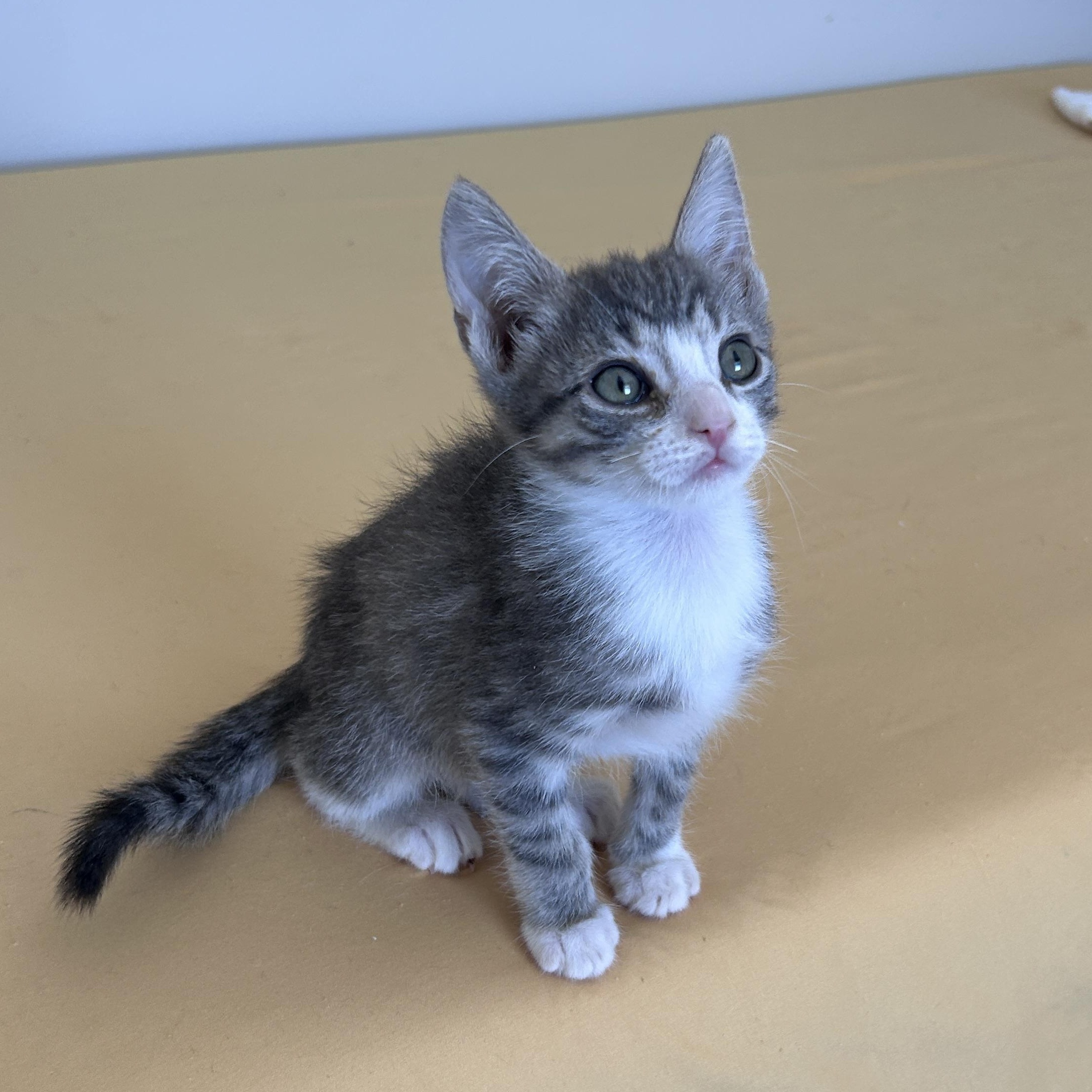 Enlarge Plum and Mulberry, an adopted Domestic Short Hair in Lancaster, PA image 3/5