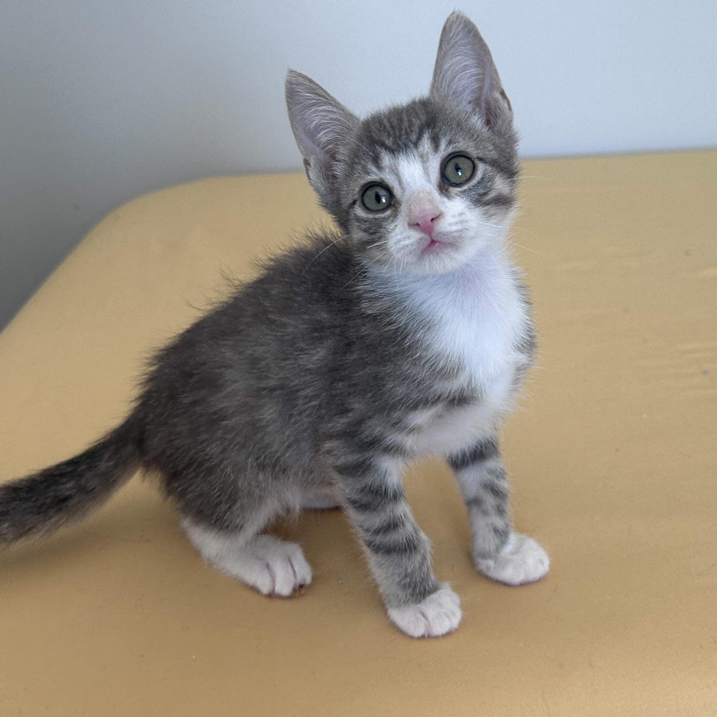 Enlarge Plum and Mulberry, an adopted Domestic Short Hair in Lancaster, PA image 1/5