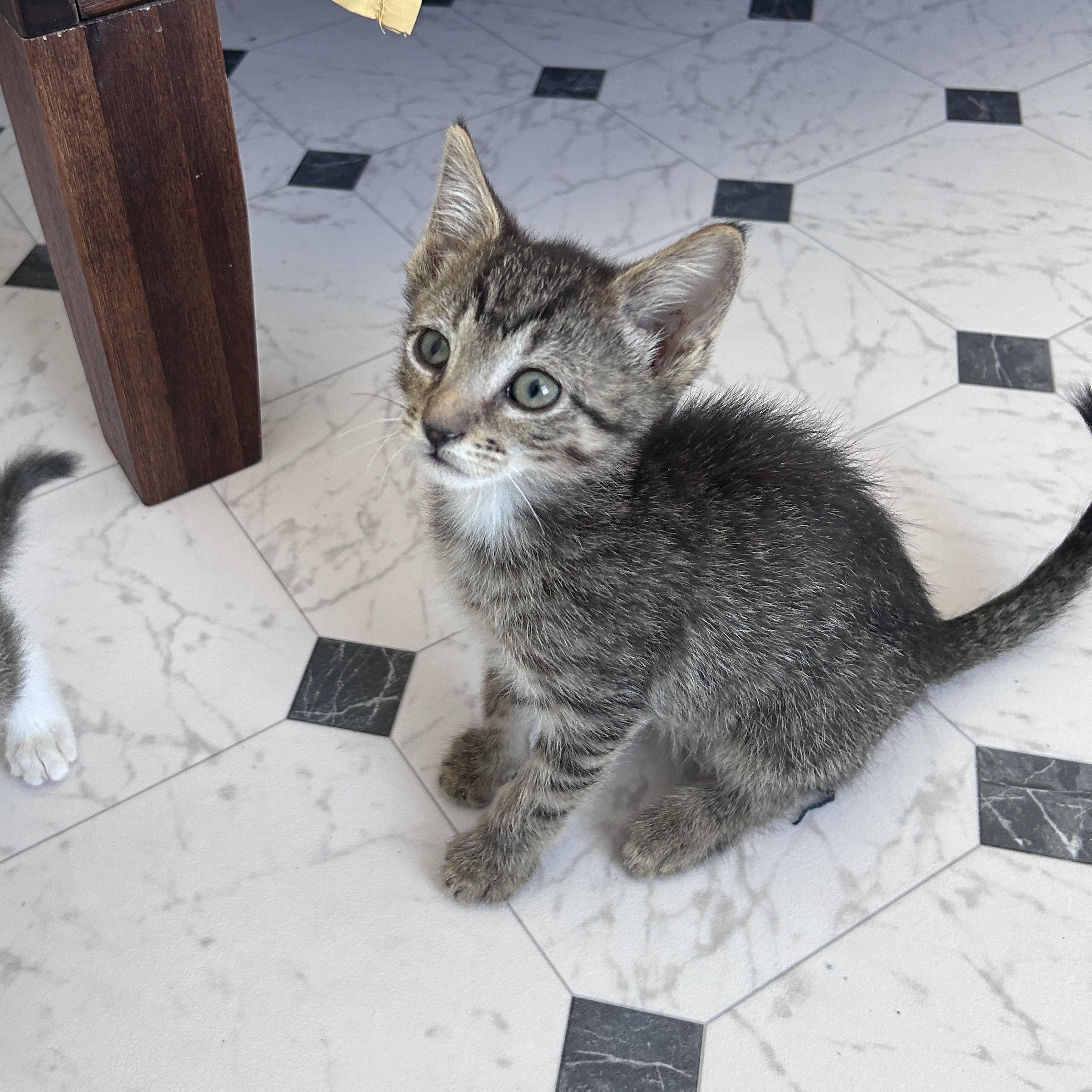 Enlarge Plum and Mulberry, an adopted Domestic Short Hair in Lancaster, PA image 4/5