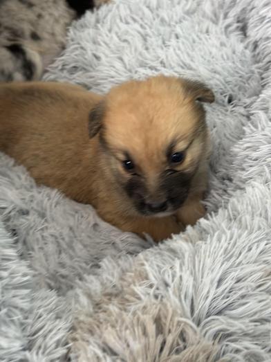 Mochi — thumbnail 2