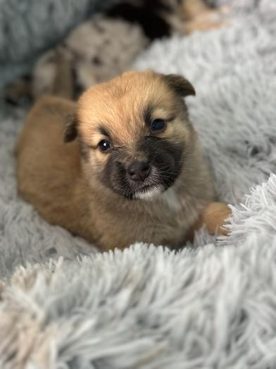 Mochi — thumbnail 3