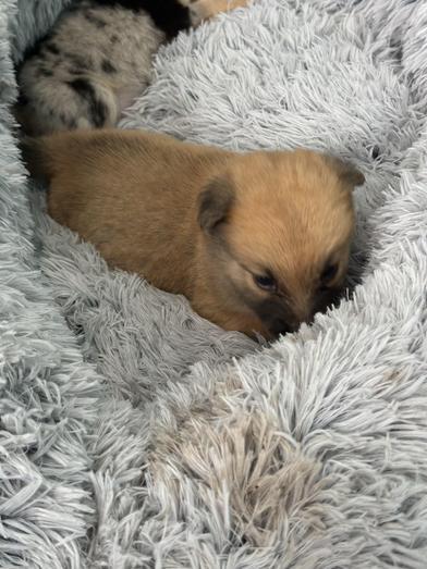 Mochi — thumbnail 4