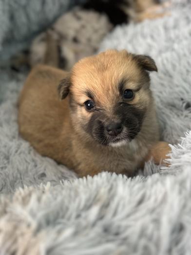 Mochi — thumbnail 5