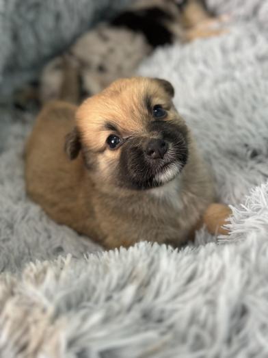 Mochi — thumbnail 6