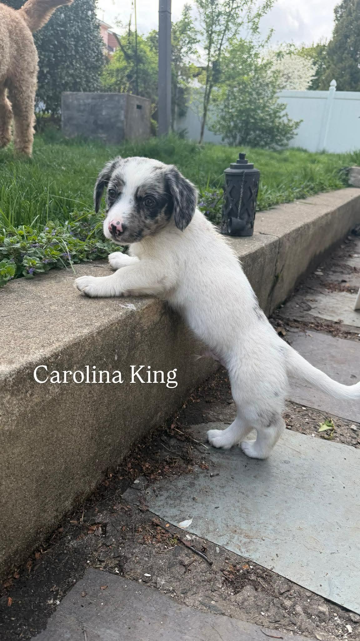 CAROLINA KING, a Adoptable Australian Shepherd in Pomfret Center, CT image 1/3